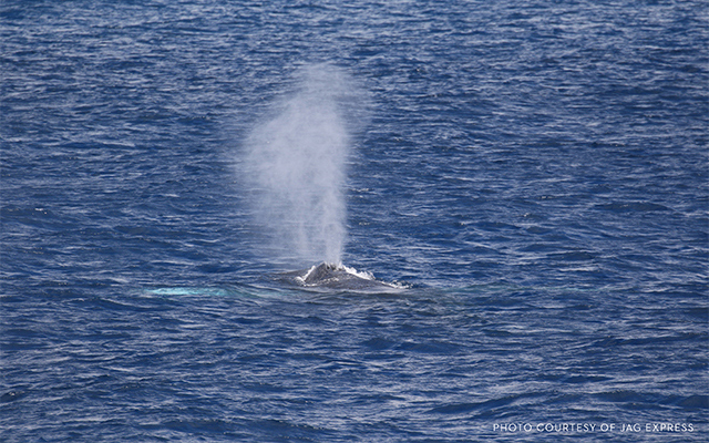 ホエール・ウォッチング・クルーズ
