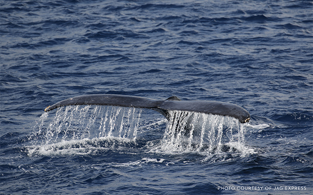 ホエール・ウォッチング・クルーズ