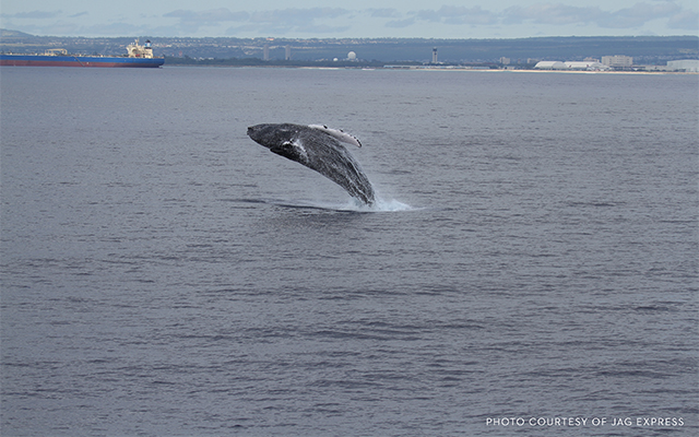 ホエール・ウォッチング・クルーズ