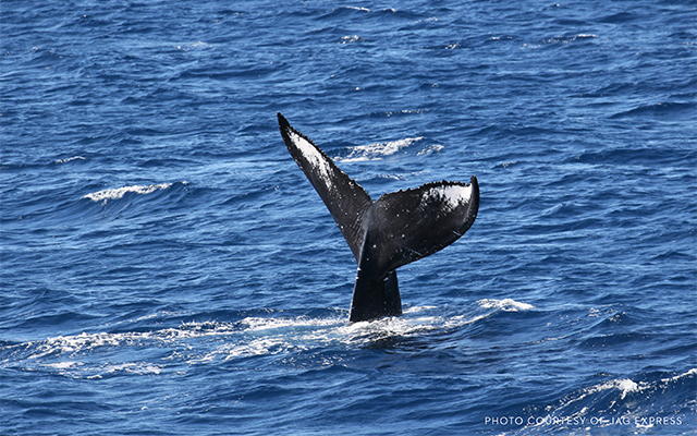 ホエール・ウォッチング・クルーズ