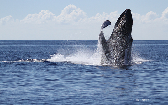 ホエール・ウォッチング・クルーズ
