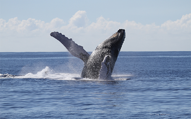 ホエール・ウォッチング・クルーズ