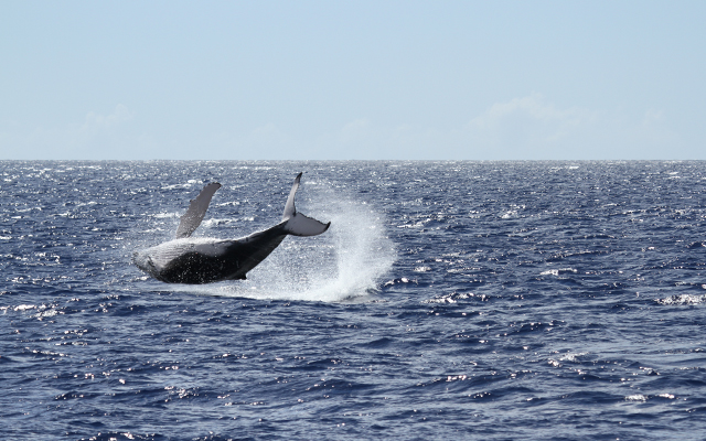 ホエール・ウォッチング・クルーズ