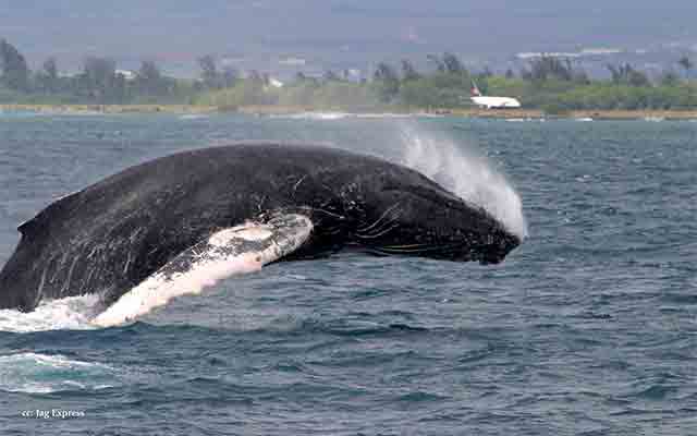 ホエール・ウォッチング・クルーズ
