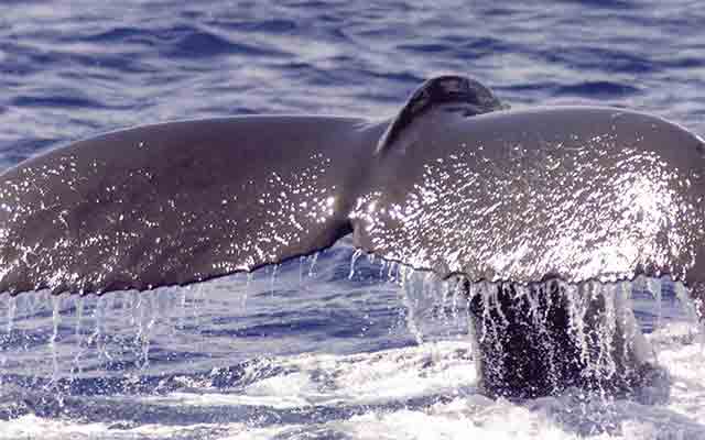 ホエール・ウォッチング・クルーズ