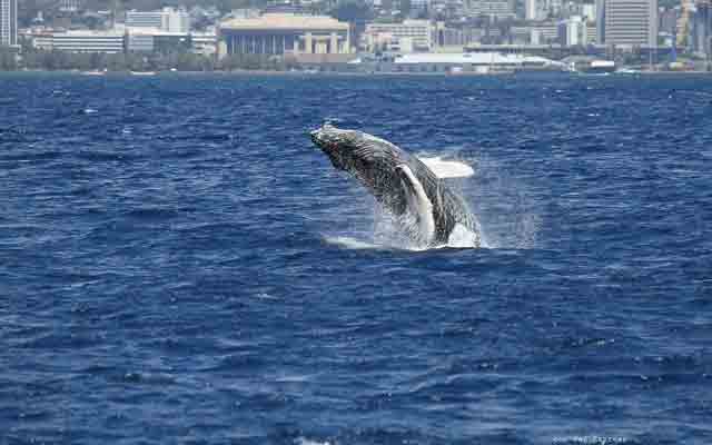 ホエール・ウォッチング・クルーズ