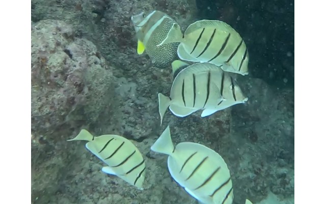 ハナウマ湾シュノーケル