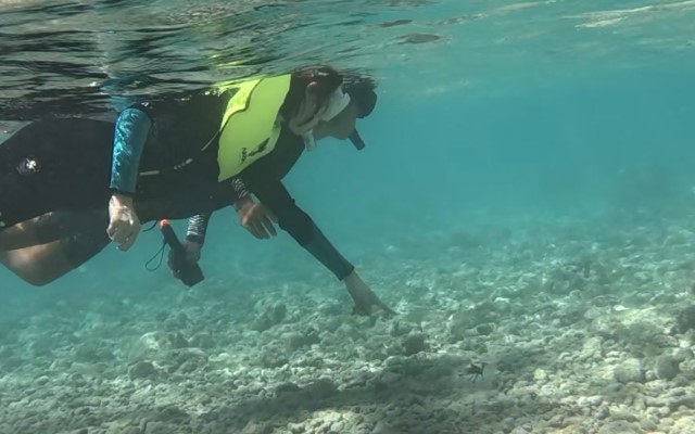 ハナウマ湾シュノーケル