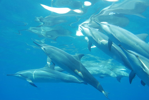 ドルフィン＆ユー