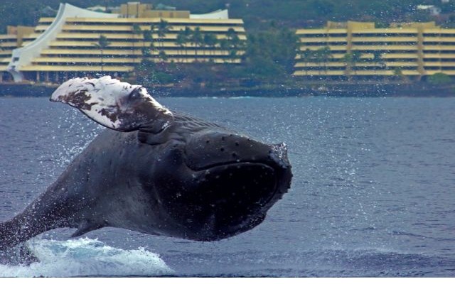 ハワイ島冬の魅力を大凝縮　クジラと夕日と星空観測ツアー