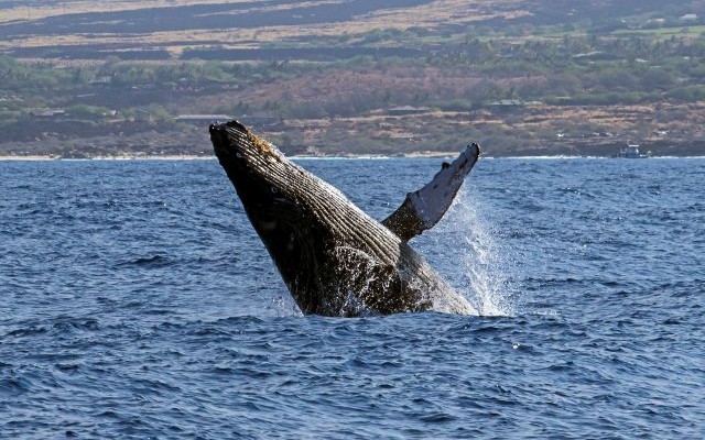 ハワイ島冬の魅力を大凝縮　クジラと夕日と星空観測ツアー