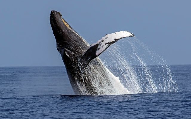 ハワイ島冬の魅力を大凝縮　クジラと夕日と星空観測ツアー