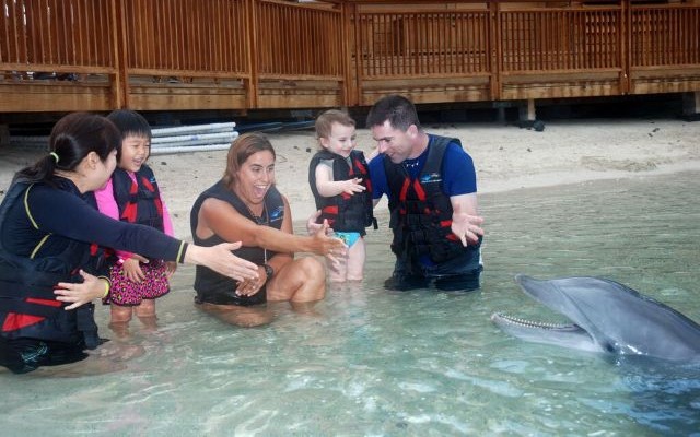 ドルフィン・クエスト・ウィートッツ