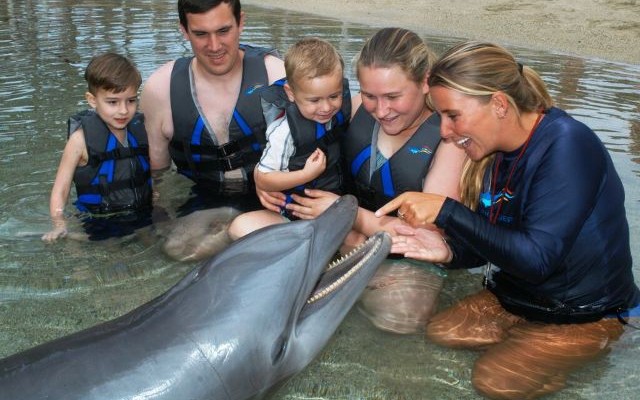 ドルフィン・クエスト・ウィートッツ