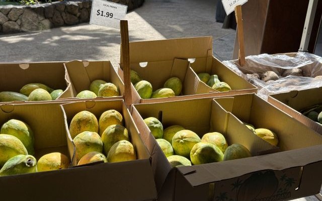 マノア散策とタンタラス＆ダウンタウンを巡る半日観光