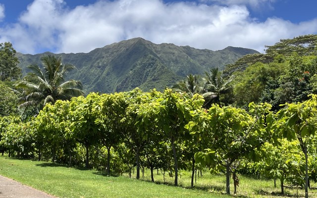 「ハワイ州観光局監修」ハワイの魅力をもっと！カカオ農園見学とチョコレートテイスティングツアー カイルア散策付き by 'OLI'OLIハワイ