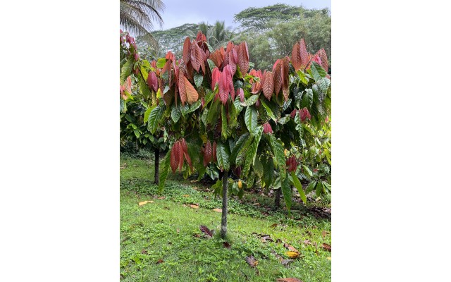 「ハワイ州観光局監修」ハワイの魅力をもっと！カカオ農園見学とチョコレートテイスティングツアー カイルア散策付き by 'OLI'OLIハワイ