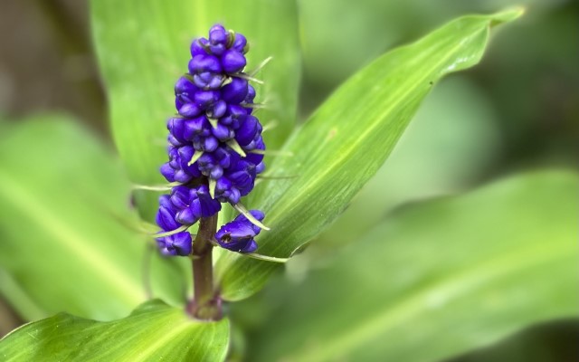 「ハワイ州観光局監修」ハワイの魅力をもっと！カカオ農園見学とチョコレートテイスティングツアー カイルア散策付き by 'OLI'OLIハワイ
