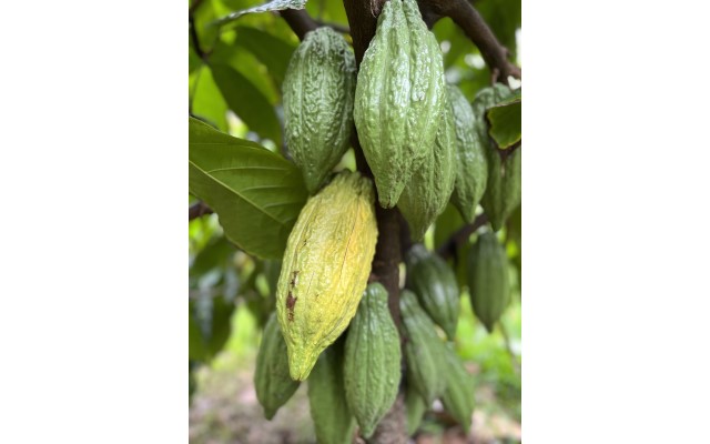 「ハワイ州観光局監修」ハワイの魅力をもっと！カカオ農園見学とチョコレートテイスティングツアー カイルア散策付き by 'OLI'OLIハワイ