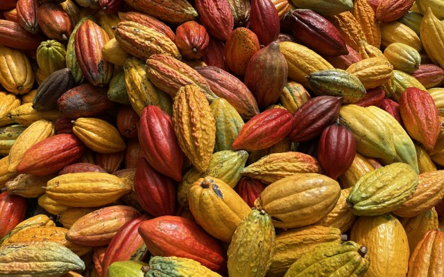 「ハワイ州観光局監修」ハワイの魅力をもっと！カカオ農園見学とチョコレートテイスティングツアー カイルア散策付き by 'OLI'OLIハワイ