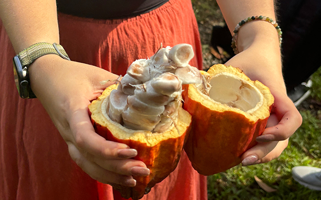 「ハワイ州観光局監修」ハワイの魅力をもっと！カカオ農園見学とチョコレートテイスティングツアー カイルア散策付き by 'OLI'OLIハワイ