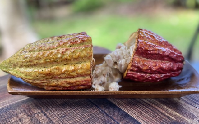 「ハワイ州観光局監修」ハワイの魅力をもっと！カカオ農園見学とチョコレートテイスティングツアー カイルア散策付き by 'OLI'OLIハワイ