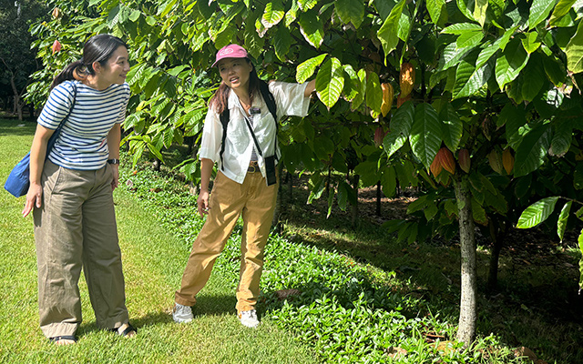 「ハワイ州観光局監修」ハワイの魅力をもっと！カカオ農園見学とチョコレートテイスティングツアー カイルア散策付き by 'OLI'OLIハワイ