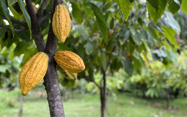 「ハワイ州観光局監修」ハワイの魅力をもっと！カカオ農園見学とチョコレートテイスティングツアー カイルア散策付き by 'OLI'OLIハワイ
